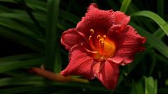 Tapeta Nature Flowers 686.jpg